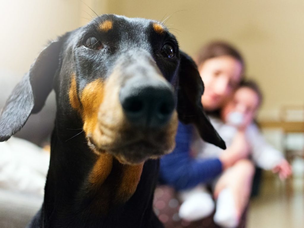 Dobermann protecting his family at home.