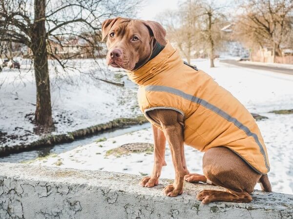 dog in a jacket