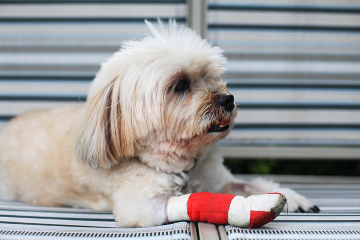 dog with bandage