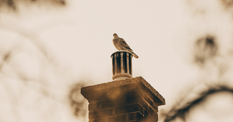 A chimney cap prevents critters from getting into the chimney.